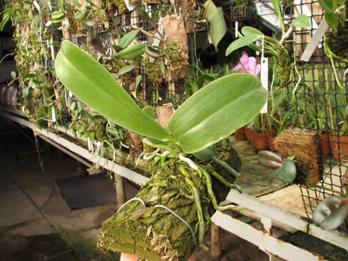 Phalaenopsis pulchra.jpg