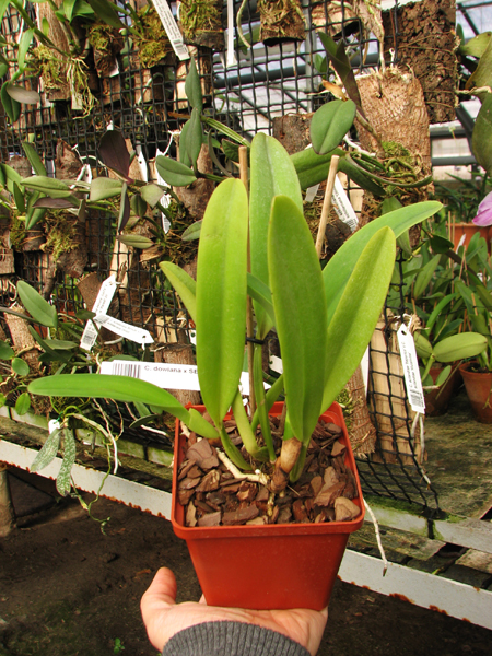 Cattleya dowiana x SELF.jpg