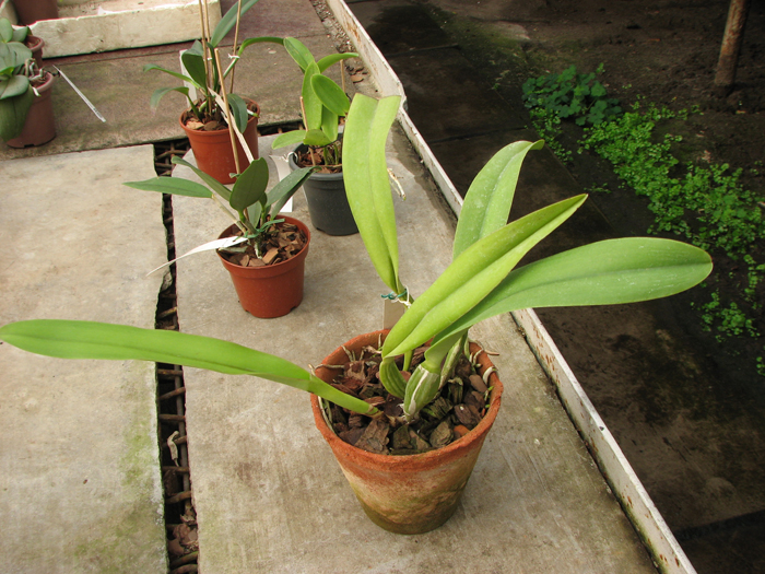 Cattleya trianae orlata 'TT' XXX x Cattleya trianae 'Cecilia' (04-8).jpg