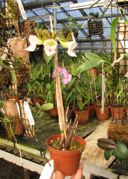 Galeandra juncea.jpg