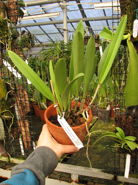 Brassocattleya Saint Andre (Cattleya dowiana aurea x Brassavola nodosa).jpg