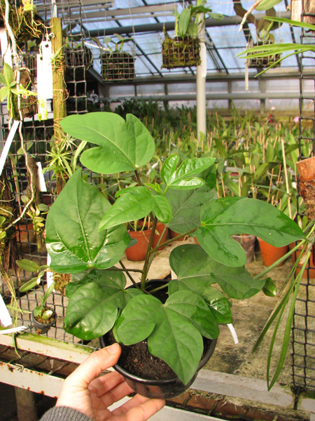 Hibiscus 'Wakanisha'.jpg