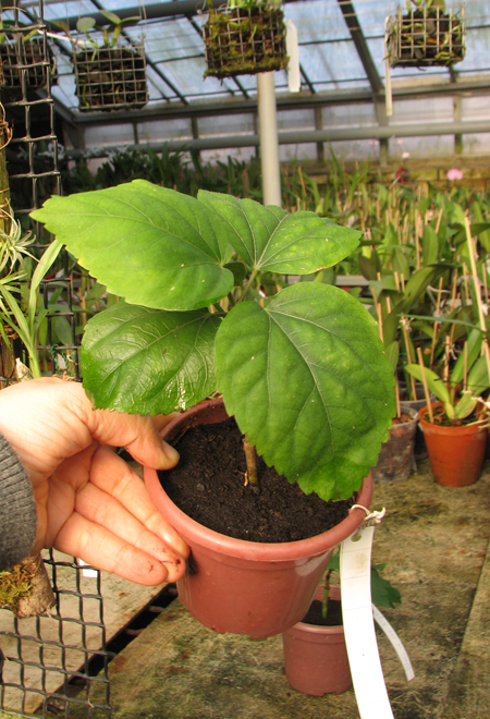Hibiscus 'Joy'.jpg
