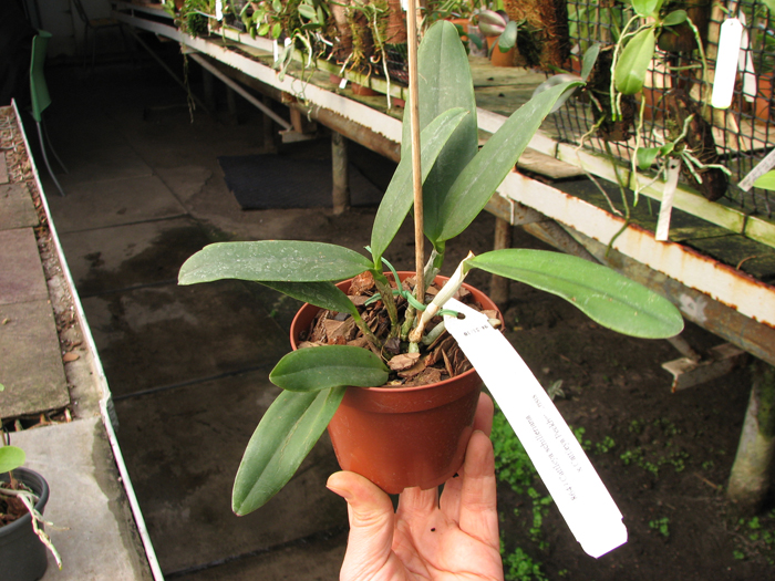Cattleya schilleriana x Cattleya Peckhaviensis.jpg