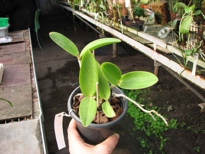 Cattleya Hsinying Cognac 'Thai Spots'.jpg