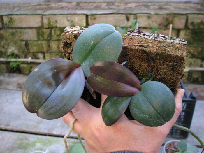 Phalaenopsis Tai-Kan Rose.jpg