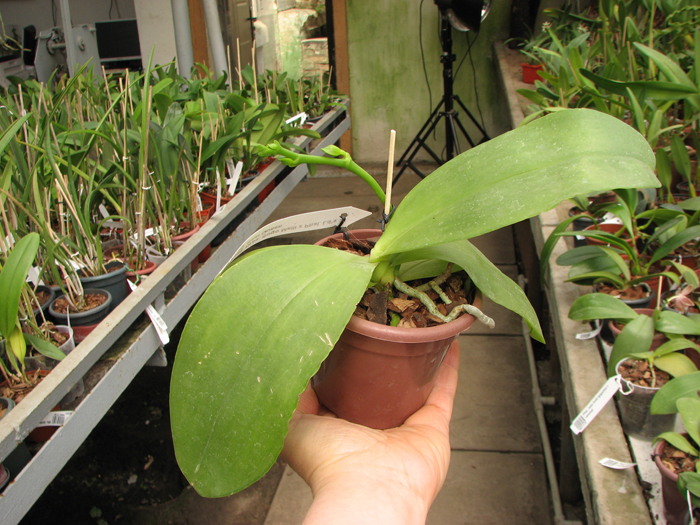 Doritaenopsis Sogo Meili x Phalaenopsis Ld's Bear Queen.jpg