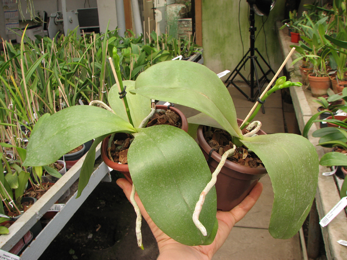 Doritaenopsis Sogo Meili x Phalaenopsis Ld's Bear Queen.jpg