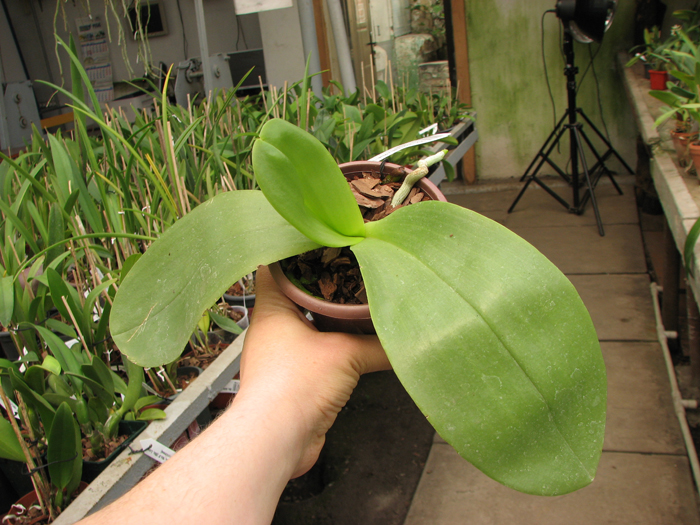 Doritaenopsis Sogo Meili x Phalaenopsis Ld's Bear Queen.jpg