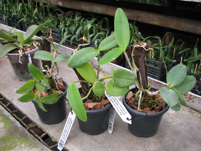 Cattleya intermedia orlata marginata coerulea 'AWZ' x Cattleya intermedia coerulea aquini flamea 'AWZ'.jpg