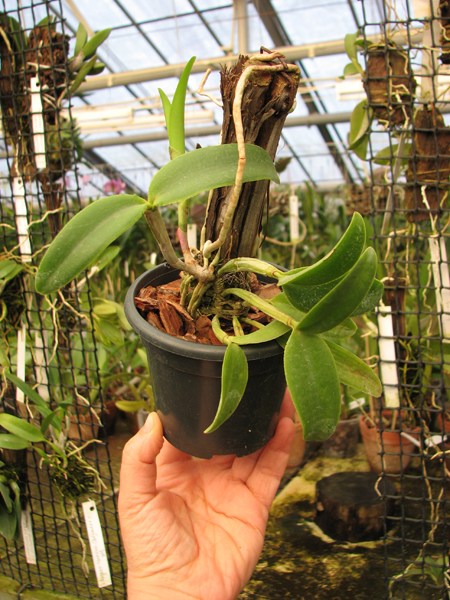 Cattleya intermedia sanguinea 'do Padre Vitus' x Cattleya intermedia flamea 'BF-96'.jpg