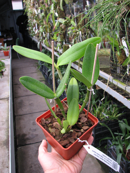 Cattleya intermedia aquini vinicolor 'Formosa' x Cattleya intermedia aquini vinicolor 'Condor'.jpg