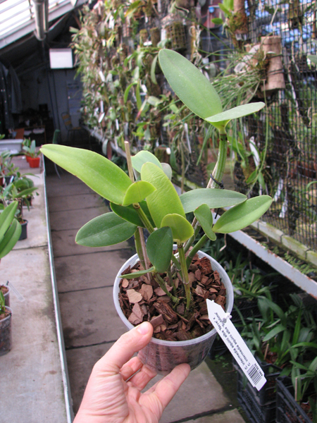 Cattleya intermedia aquini alba 'Neve' x Cattleya intermedia aquini alba 'Sublime'.jpg