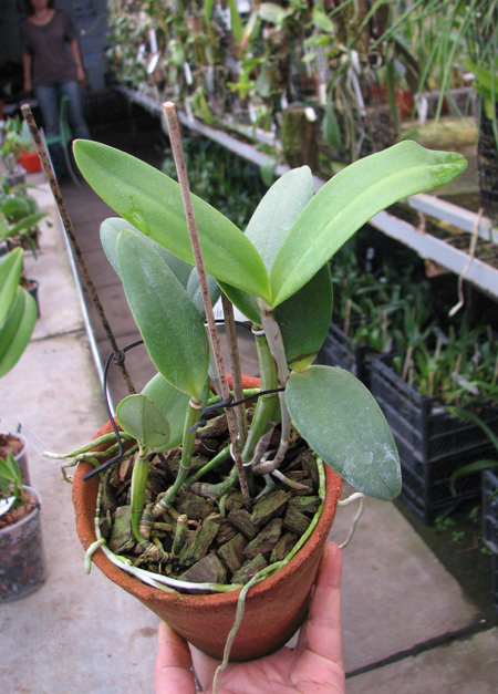 Cattleya intermedia aquini rosea-concolor XXX x Cattleya intermedia aquini alba 'Superba' XXX.jpg