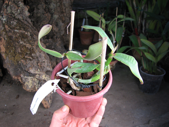 Cattleya schilleriana x Cattleya aclandiae.jpg