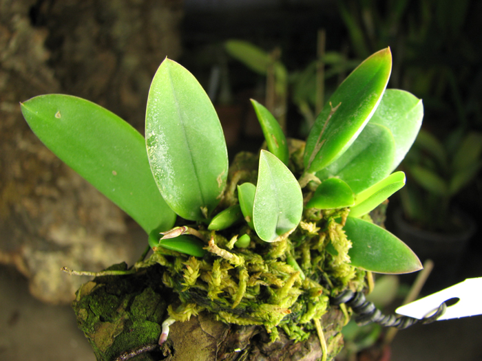 Meiracyllium trinasutum.jpg