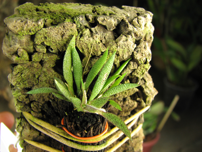 Macroclinium aurorae.JPG