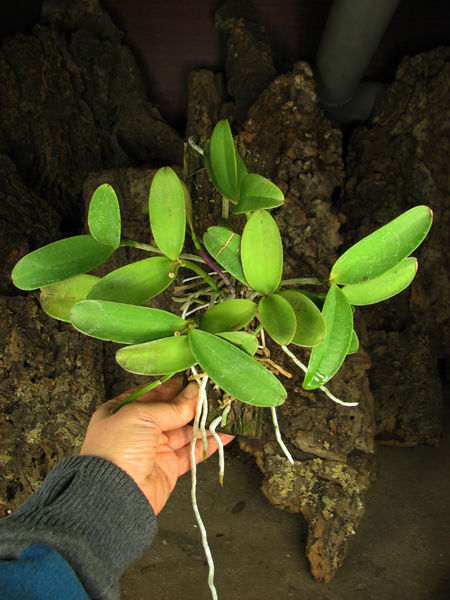 Cattleya aclandiae (extra size).jpg