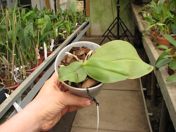 Phalaenopsis bellina.jpg