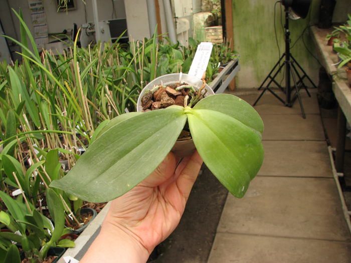 Phalaenopsis David Lim 'flava'.jpg