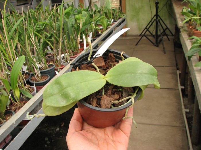 Phalaenopsis violacea.jpg