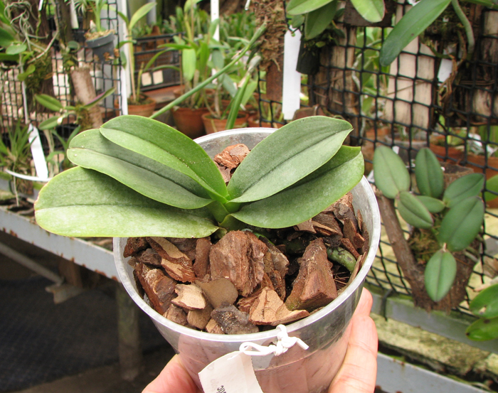 Doritaenopsis Sogo Chabstic.jpg