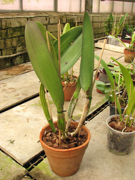 Cattleya warscewiczii sanderiana.jpg