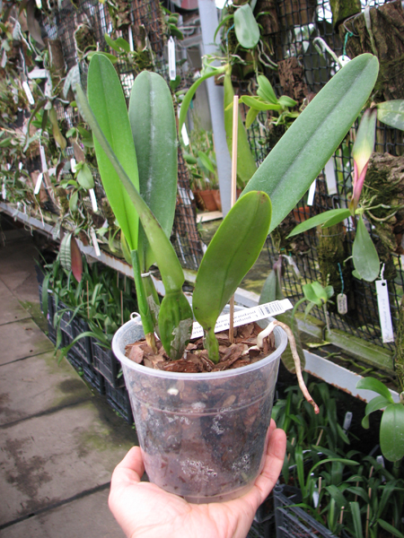 Laelia purpurata werkhauseri x sib.jpg