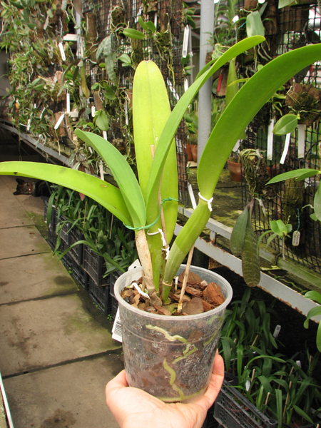 Cattleya warscewiczii tipo 'Hector' x SELF.jpg