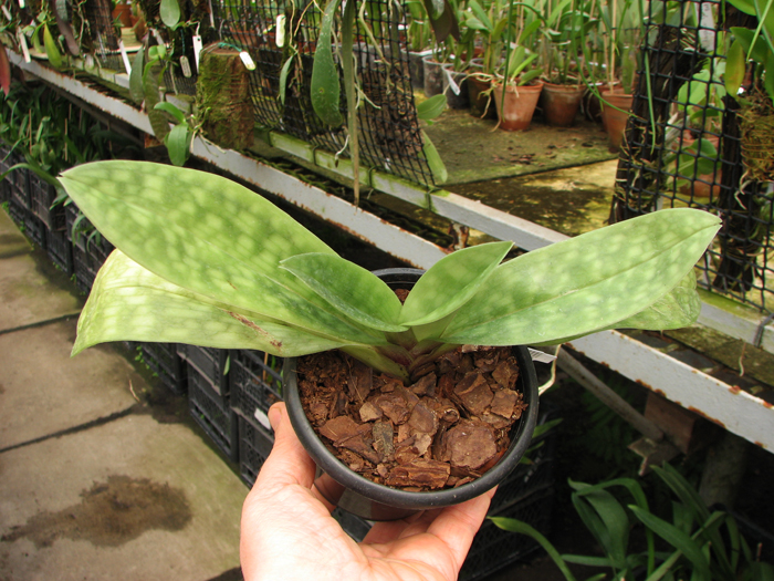 Paphiopedilum Hsinying Web x mastersianum.jpg
