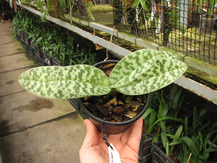 Paphiopedilum curtisii x Shin-Yi Heart.jpg
