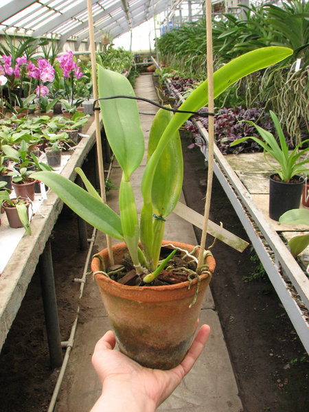Cattleya labiata semi alba 'Aiko' x Cattleya labiata semi alba 'Magnifica' (Z-12).jpg