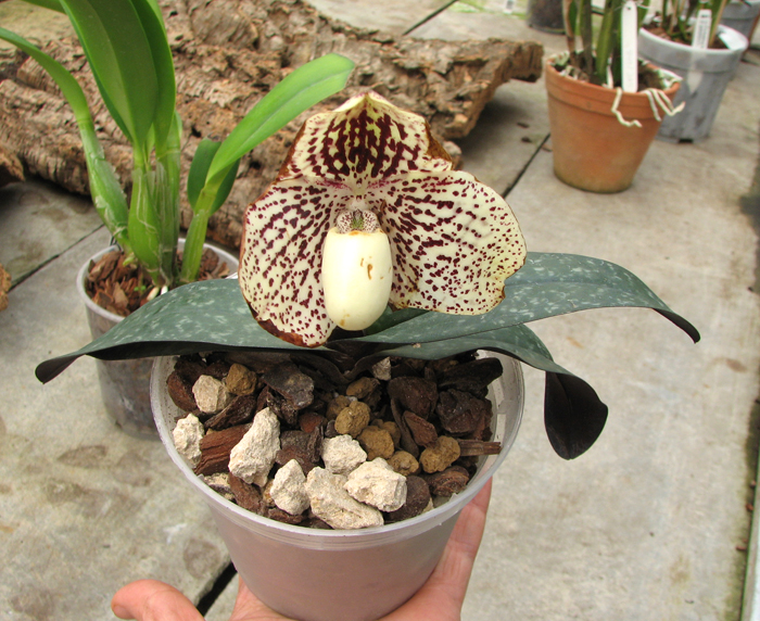 Paphiopedilum Godefroyae.jpg