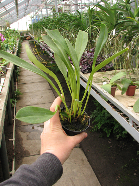 Masdevallia coccinea.jpg