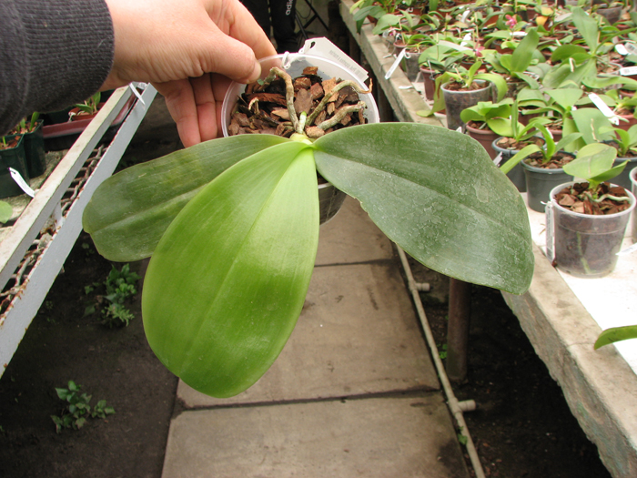 Phalaenopsis gigantea x mariae.jpg