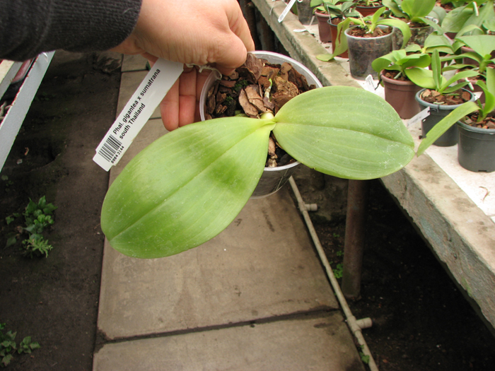 Phalaenopsis gigantea x sumatrana south Thailand.jpg
