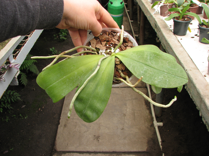 Phalaenopsis amboinensis red spot type.jpg