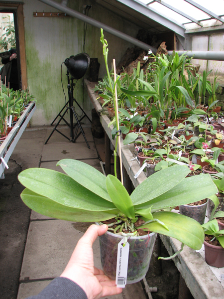 Phalaenopsis cornu-cervi x equestris.jpg