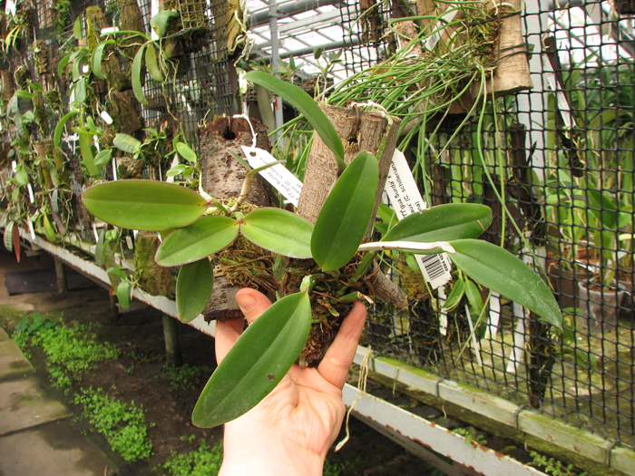 Cattleya schilleriana 'Água Surda' x Cattleya Daphne 'Bordeaux'.jpg