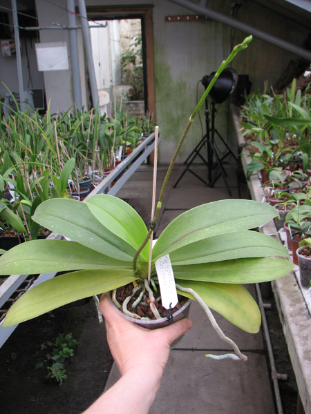 Phalaenopsis cornu-cervi x equestris.jpg