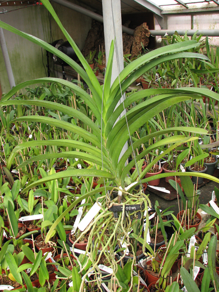 Vanda Siriporn Pink.jpg