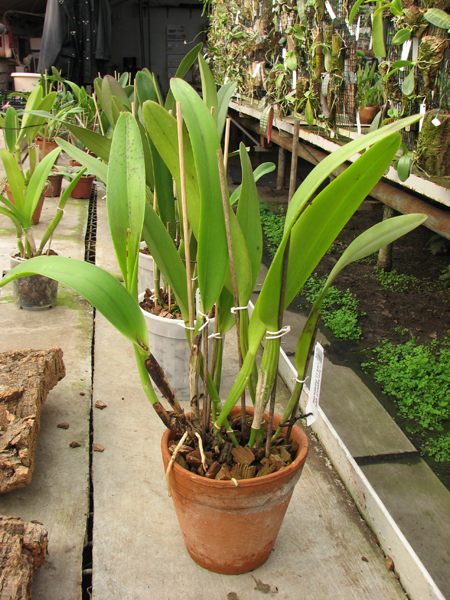 Cattleya Soror Angelica.jpg