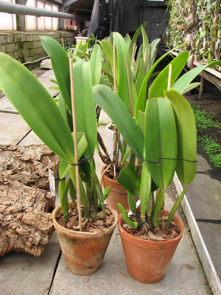 Brassolaeliocattleya Success Dream 'Miracles'.jpg
