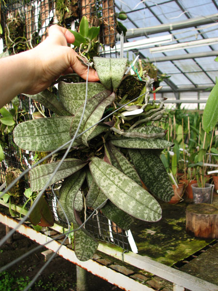 Phalaenopsis schilleriana.jpg
