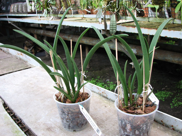 Brassavola Jiminy Cricket 'Superbug' (Brassavola nodosa x Rhyncholaelia digbyana).jpg