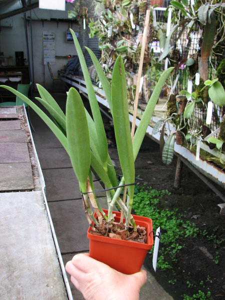 Brassocattleya Saint Andre (Cattleya dowiana aurea x Brassavola nodosa).jpg