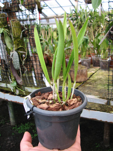 Brassocattleya Nanipuakea.jpg