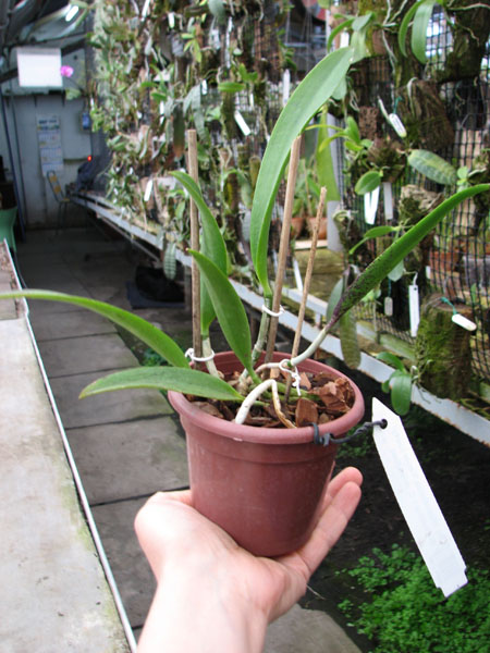 Brassocattleya Hippodamia 'Kelvin Lucky' (Brassavola nodosa x Cattleya aclandiae).jpg