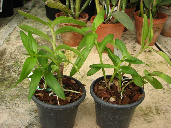 Epidendrum Mauve.jpg