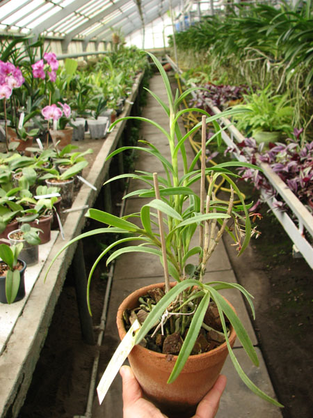 Epidendrum repens.jpg